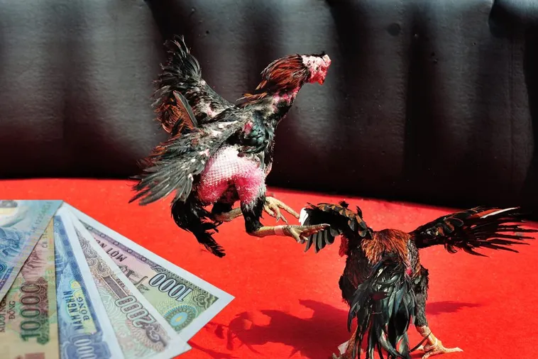 Chinh Phục Đá Gà Sabong Tại 77Loc Với Chiến Thuật Bất Bại